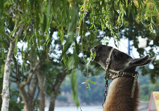 imagenes gratis de una llama comiendo de un arbol por las 12 en punto 